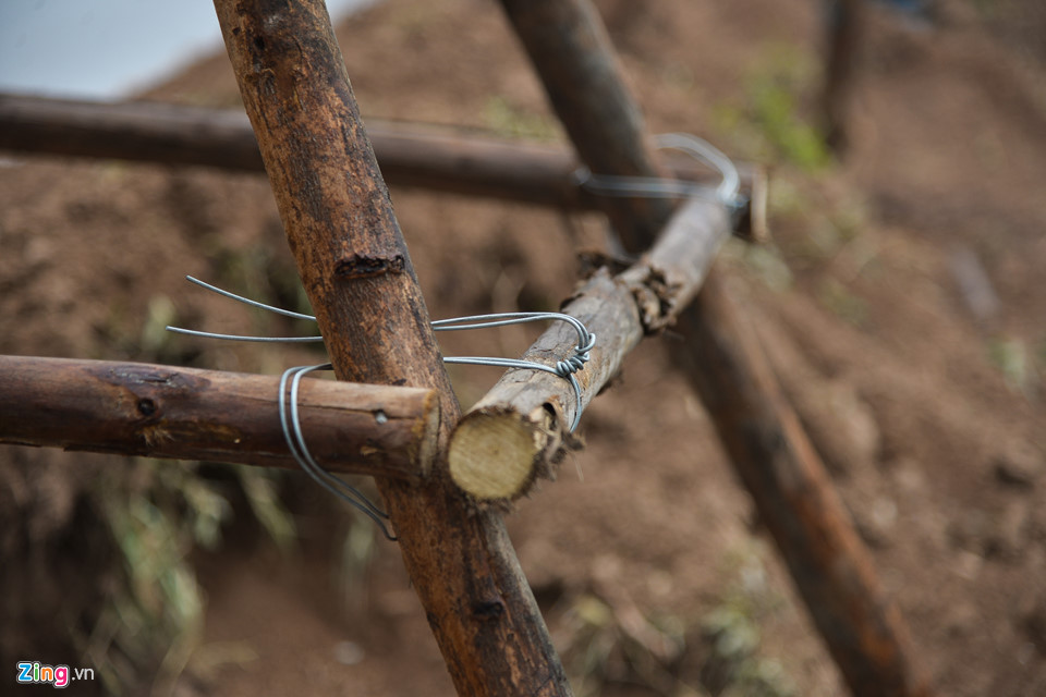 Trồng phong lá đỏ, đường phố Hà Nội sẽ giống châu Âu, Hàn Quốc?
